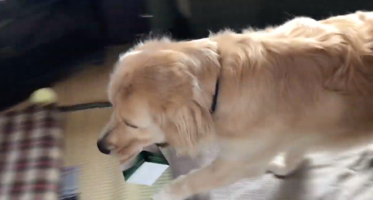 ゴールデンレトリーバー,動画