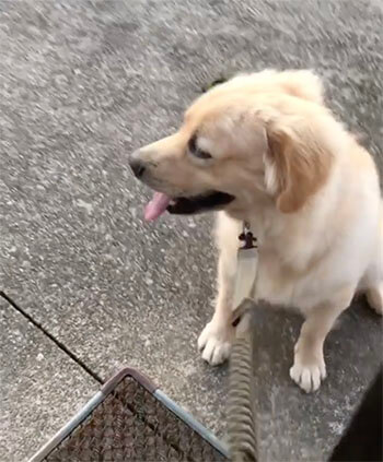 ゴールデンレトリーバー,動画