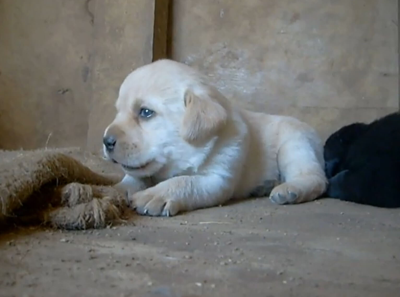 ラブラドールレトリーバー,動画