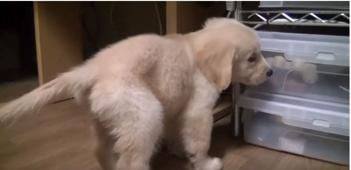 ゴールデンレトリーバー,動画