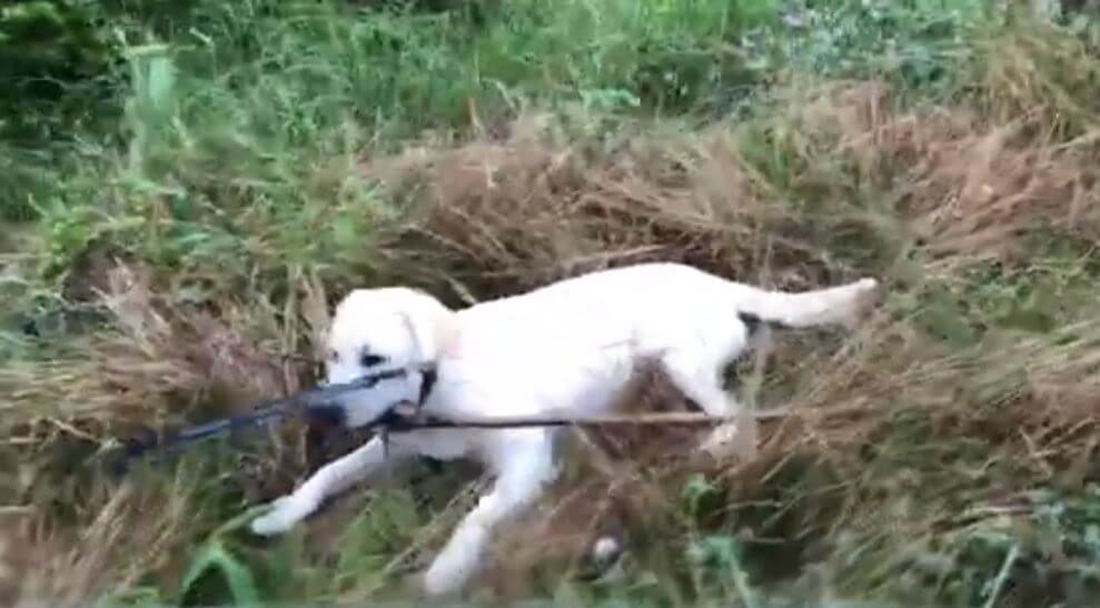 ラブラドールレトリーバー,動画