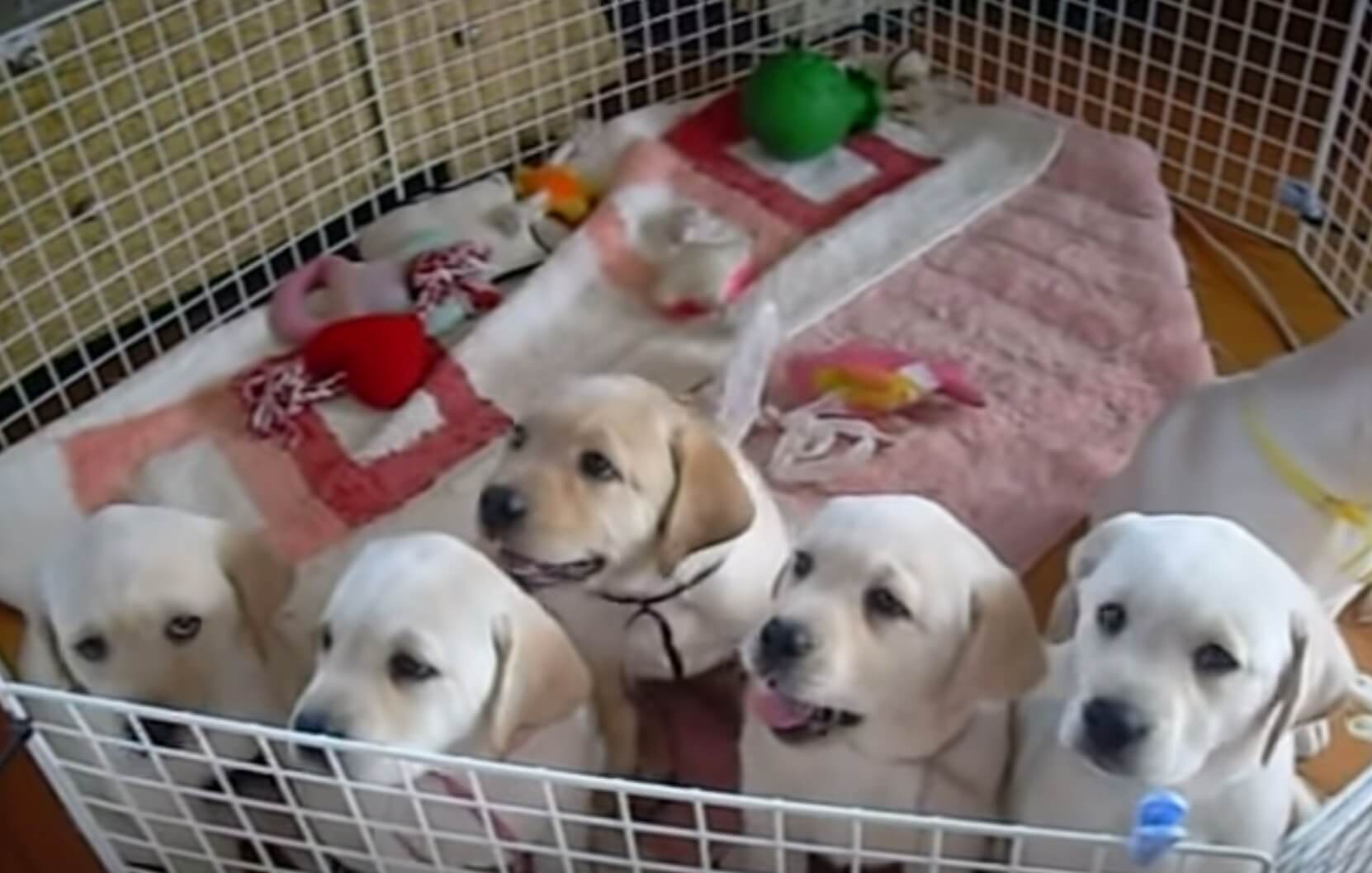 ラブラドールレトリーバー,動画