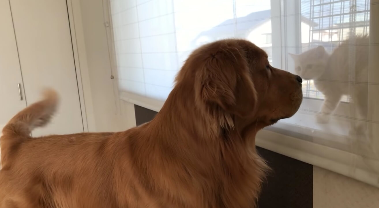 ゴールデンレトリーバー,動画