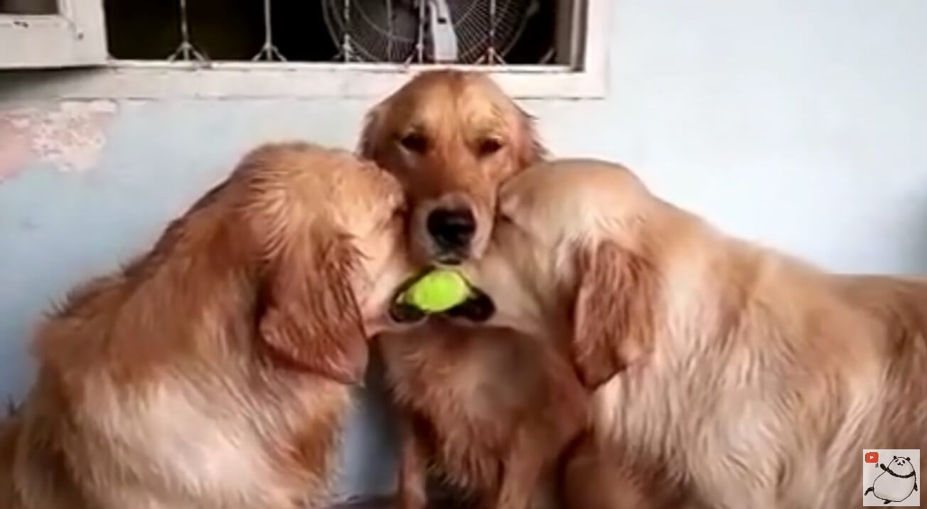 ゴールデンレトリーバー,動画