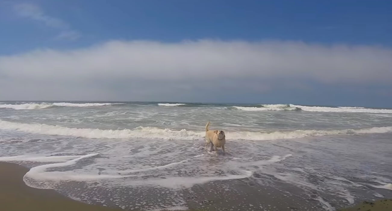 ラブラドールレトリーバー,動画