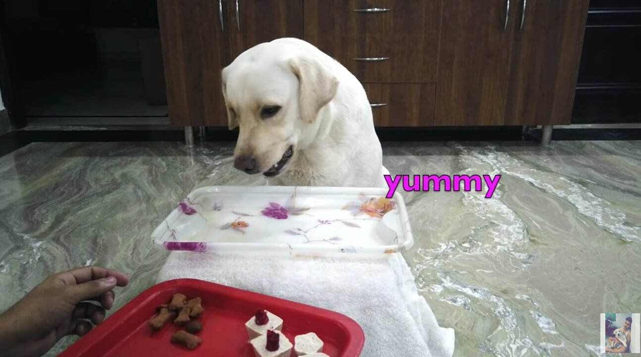 ラブラドールレトリーバー,動画