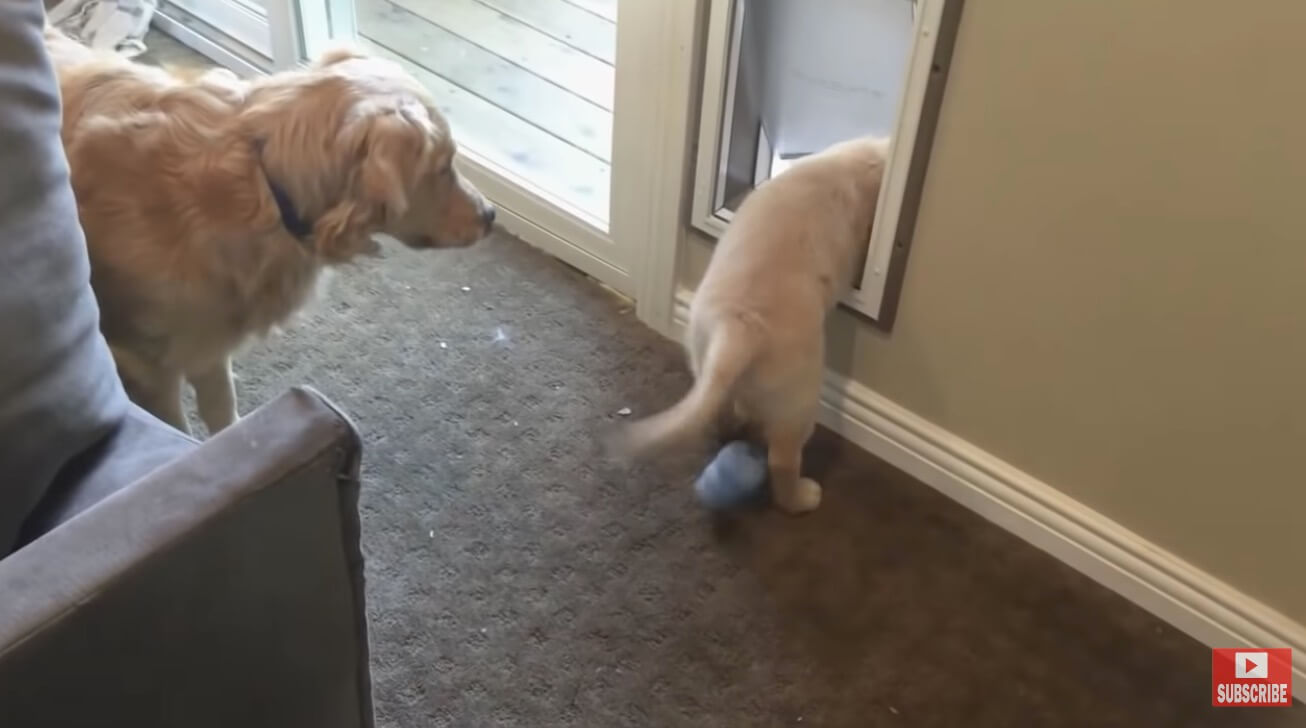 ゴールデンレトリーバー,動画