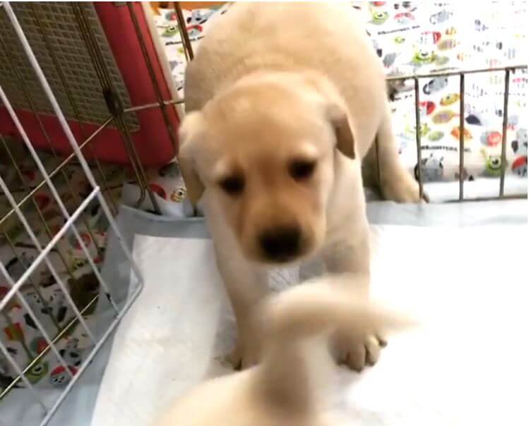 ラブラドールレトリーバー