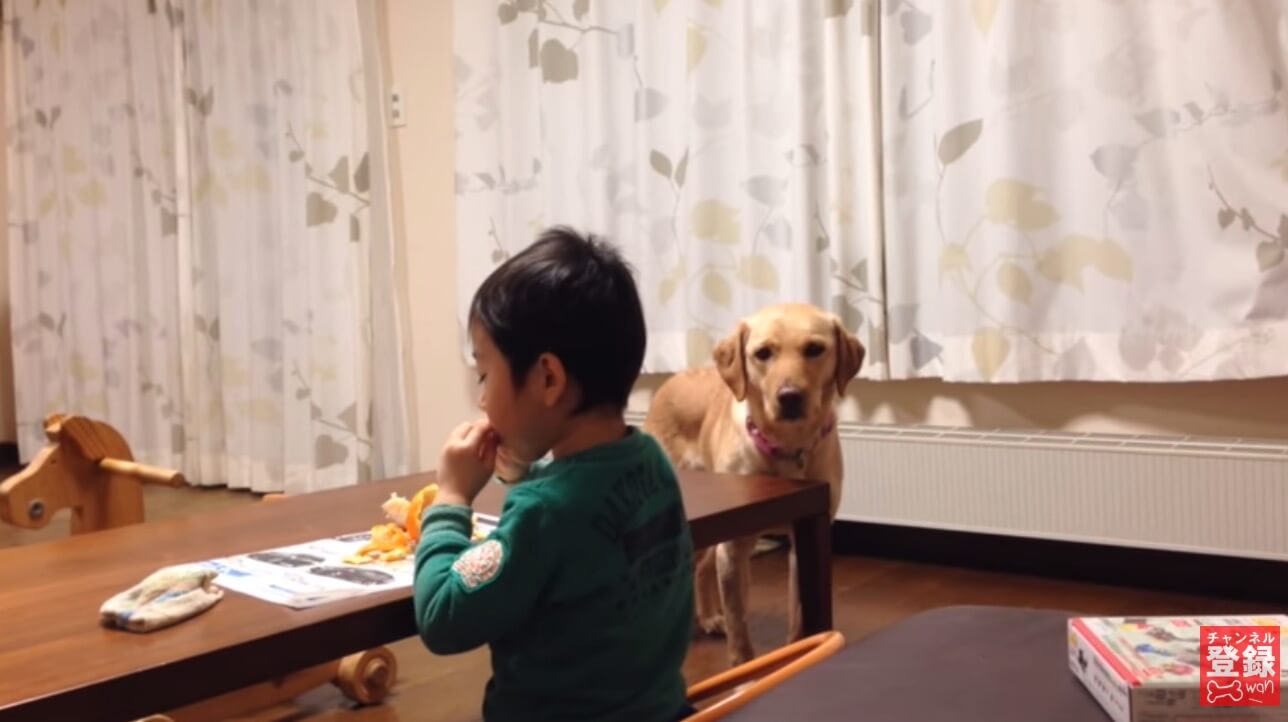 ラブラドールレトリーバー,動画