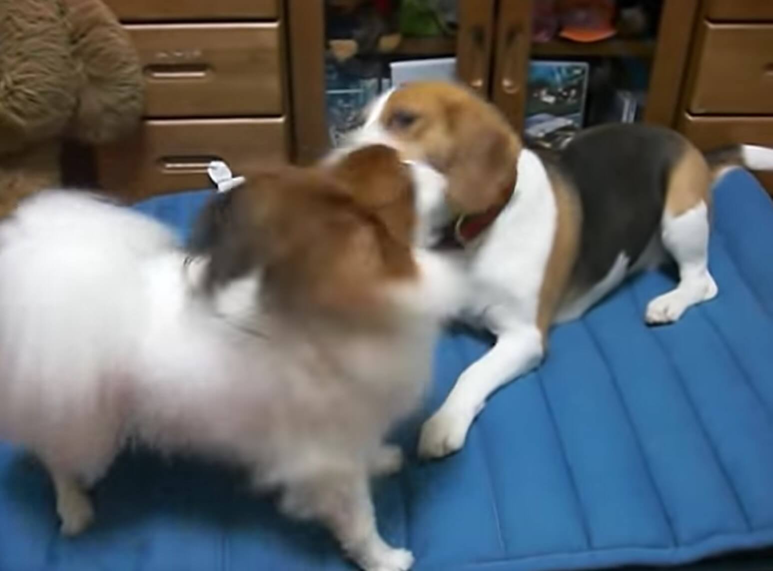 ラブラドールレトリーバー,動画