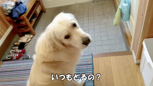 ゴールデンレトリーバー,動画