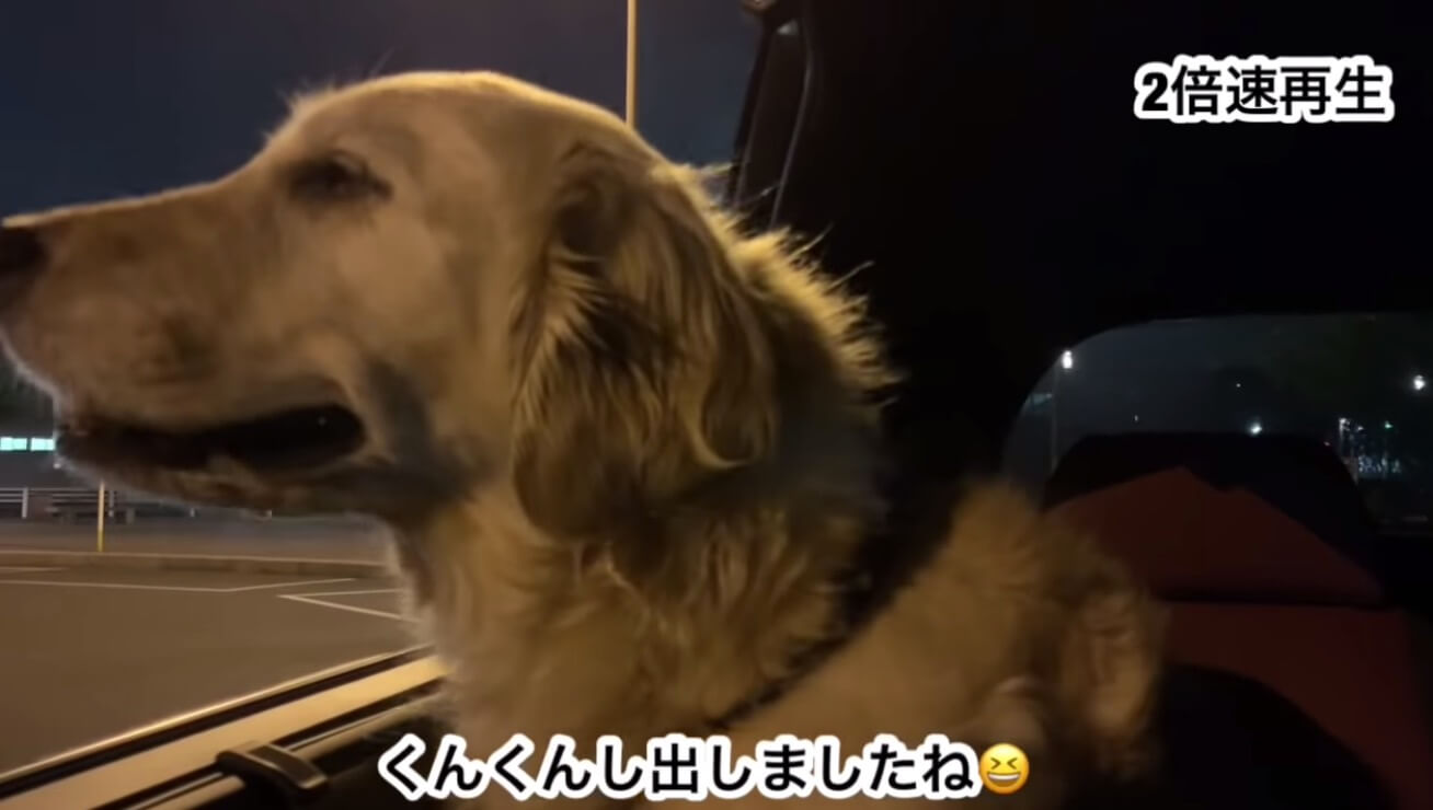 ゴールデンレトリーバー,動画