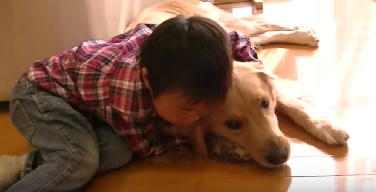 ゴールデンレトリーバー,動画