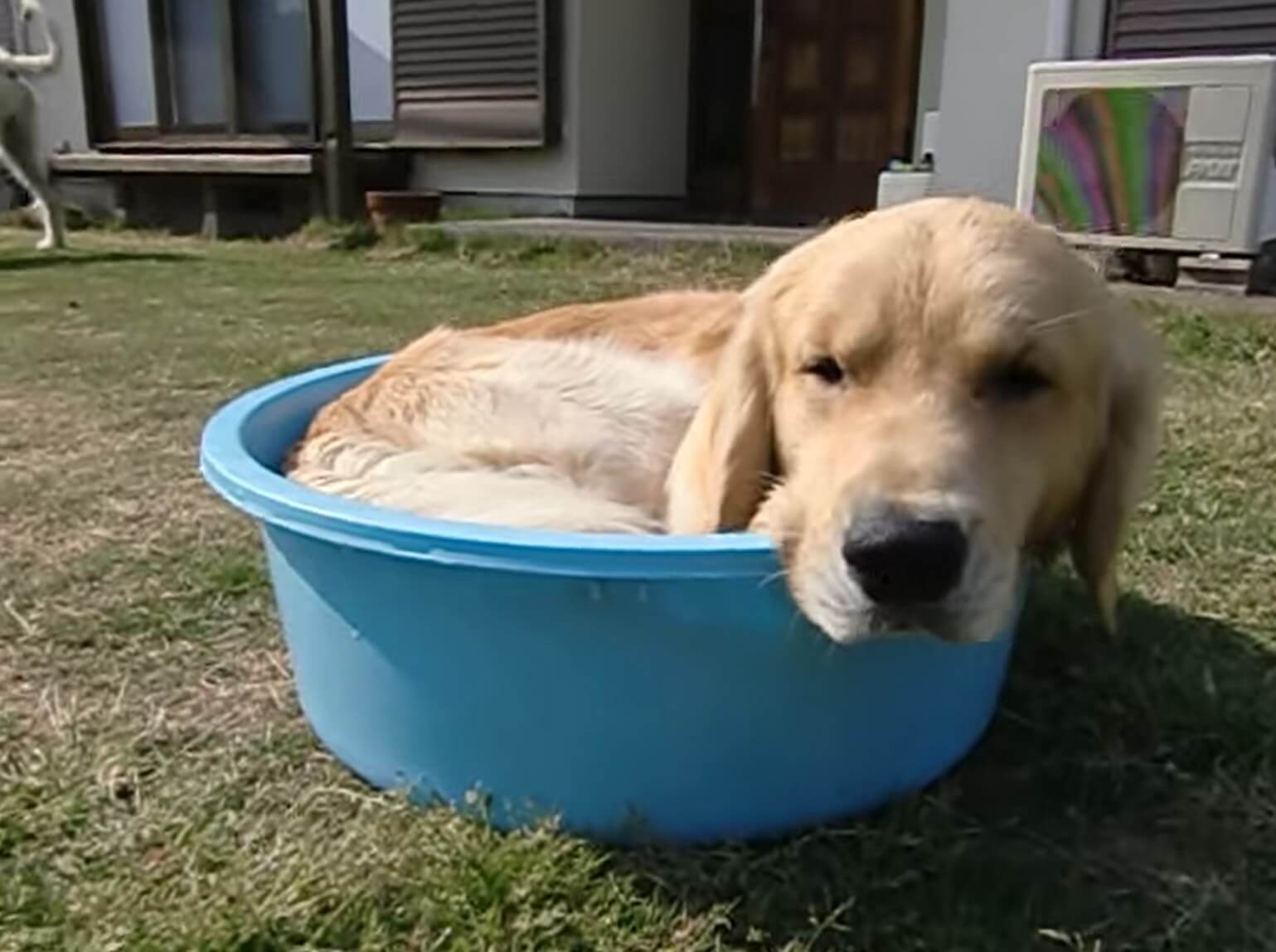 ゴールデンレトリーバー,動画