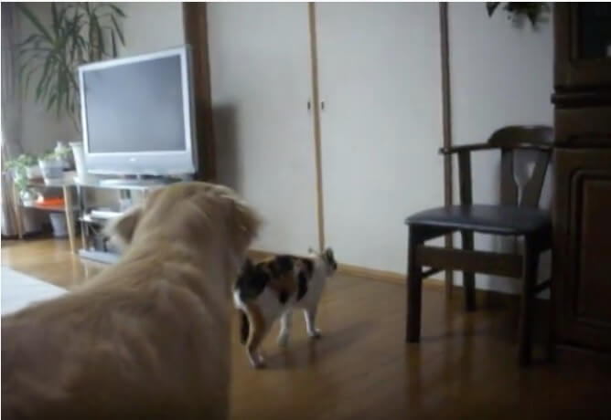 ゴールデンレトリーバー,動画