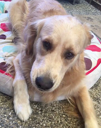 ゴールデンレトリーバー,Instagram