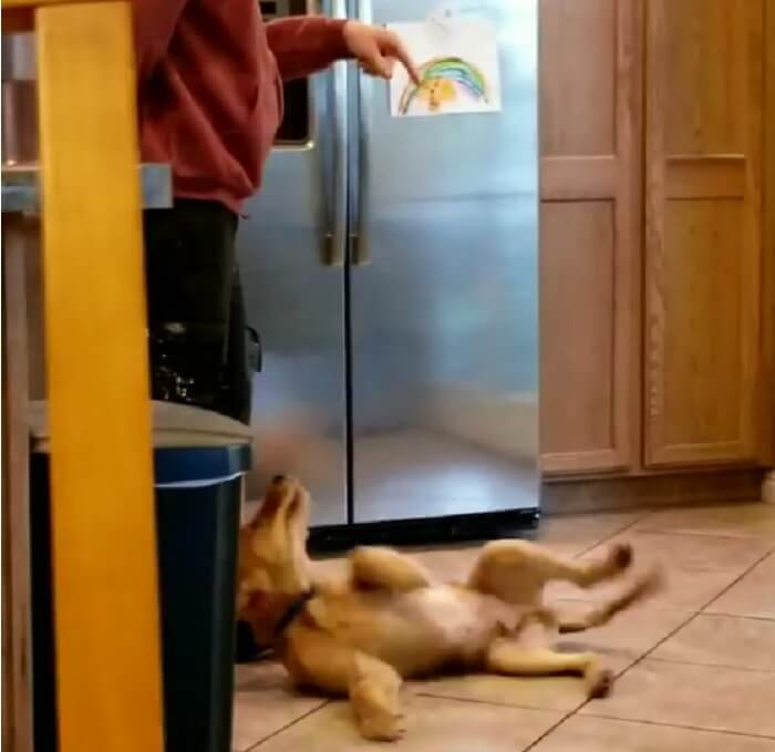 ゴールデンレトリーバー,動画