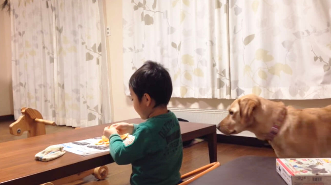 ラブラドールレトリーバー,動画