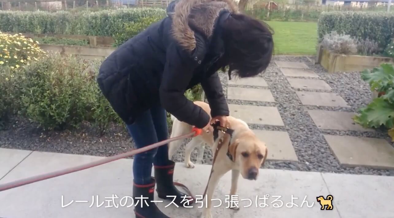 ラブラドールレトリーバー,動画