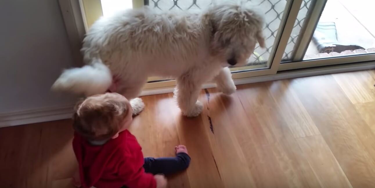 ゴールデンドゥードル,動画