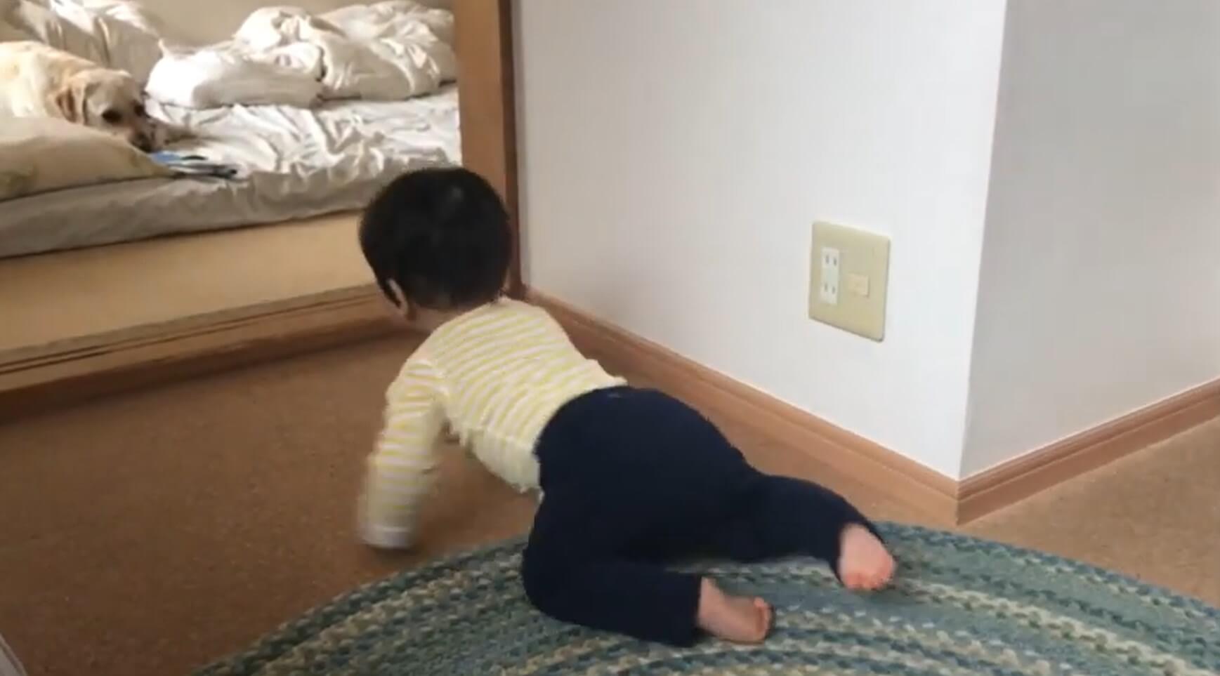 ラブラドールレトリーバー,動画