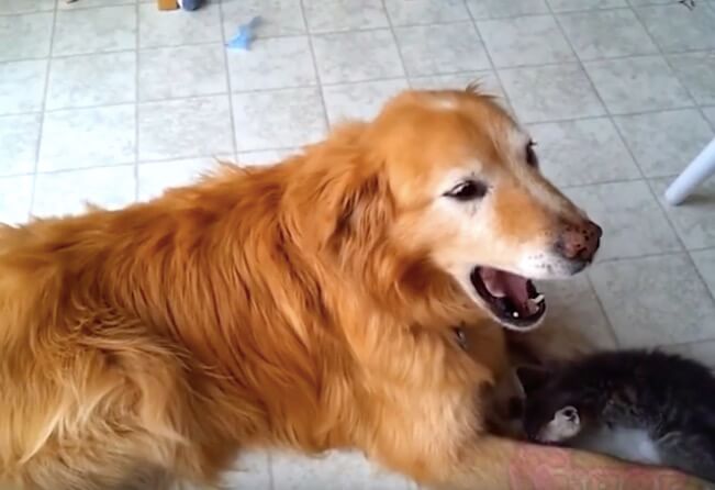 ゴールデンレトリーバー,動画