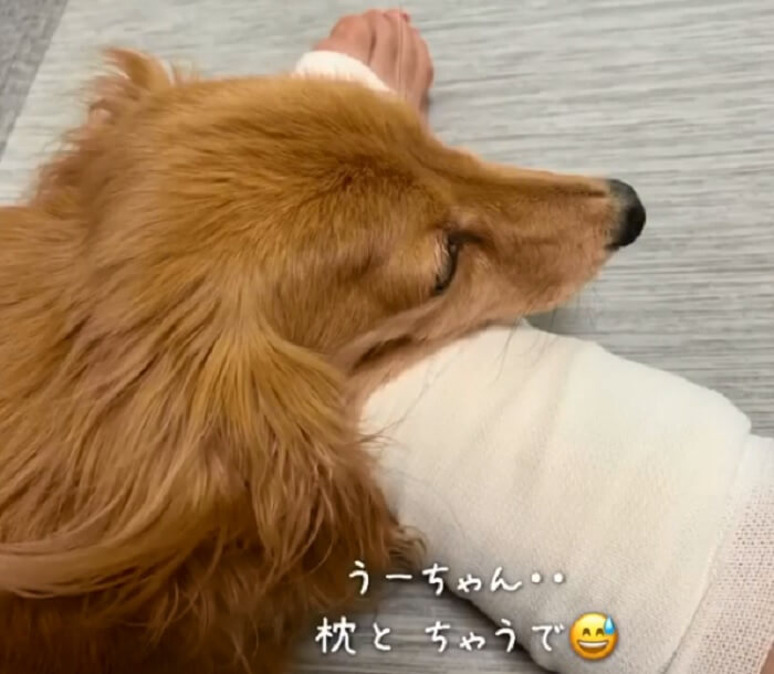 ゴールデンレトリーバー,動画