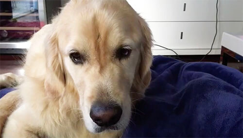 ゴールデンレトリーバー,Instagram