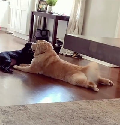 ゴールデンレトリーバー,動画