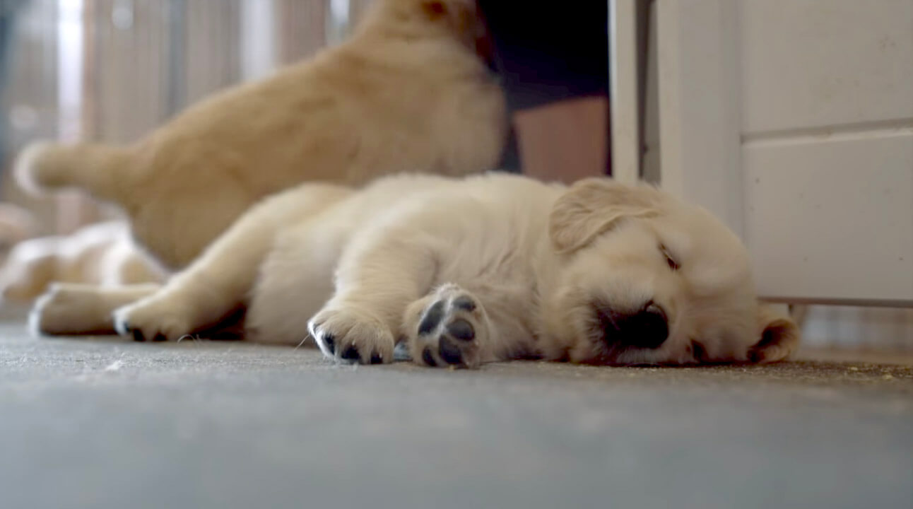 ゴールデンレトリーバー,動画