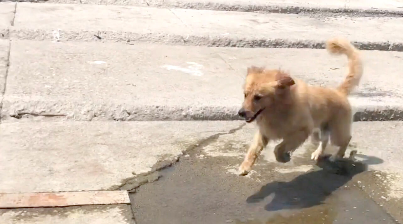 ゴールデンレトリーバー,動画