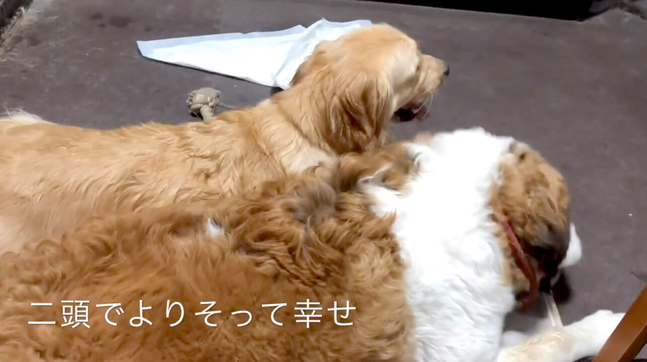 ゴールデンレトリーバー,動画