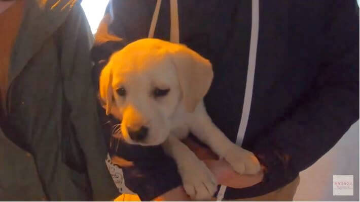 ラブラドールレトリーバー,動画