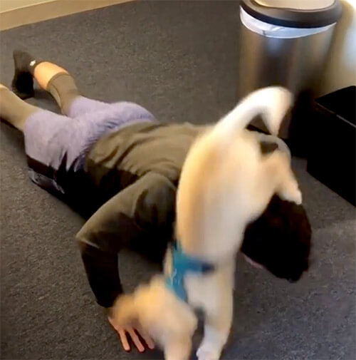 ゴールデンレトリーバー,動画