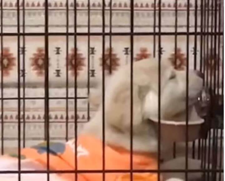 ゴールデンレトリーバー,動画