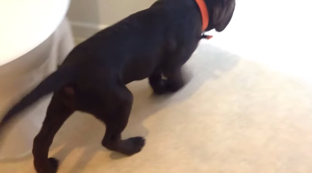 ラブラドールレトリーバー,動画