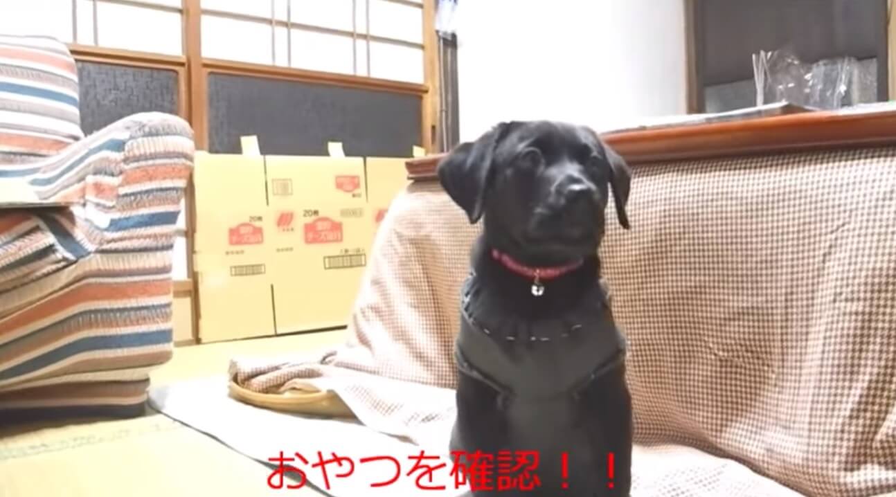 ラブラドールレトリーバー,動画