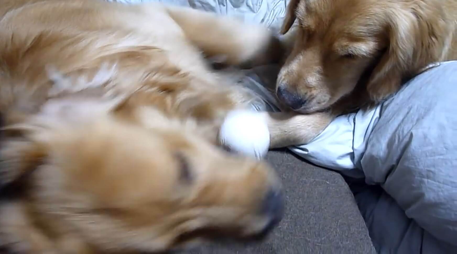 ゴールデンレトリーバー,動画