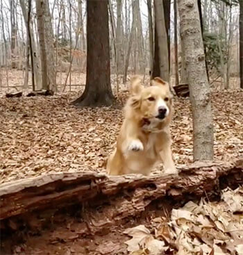 トーラー,Instagram