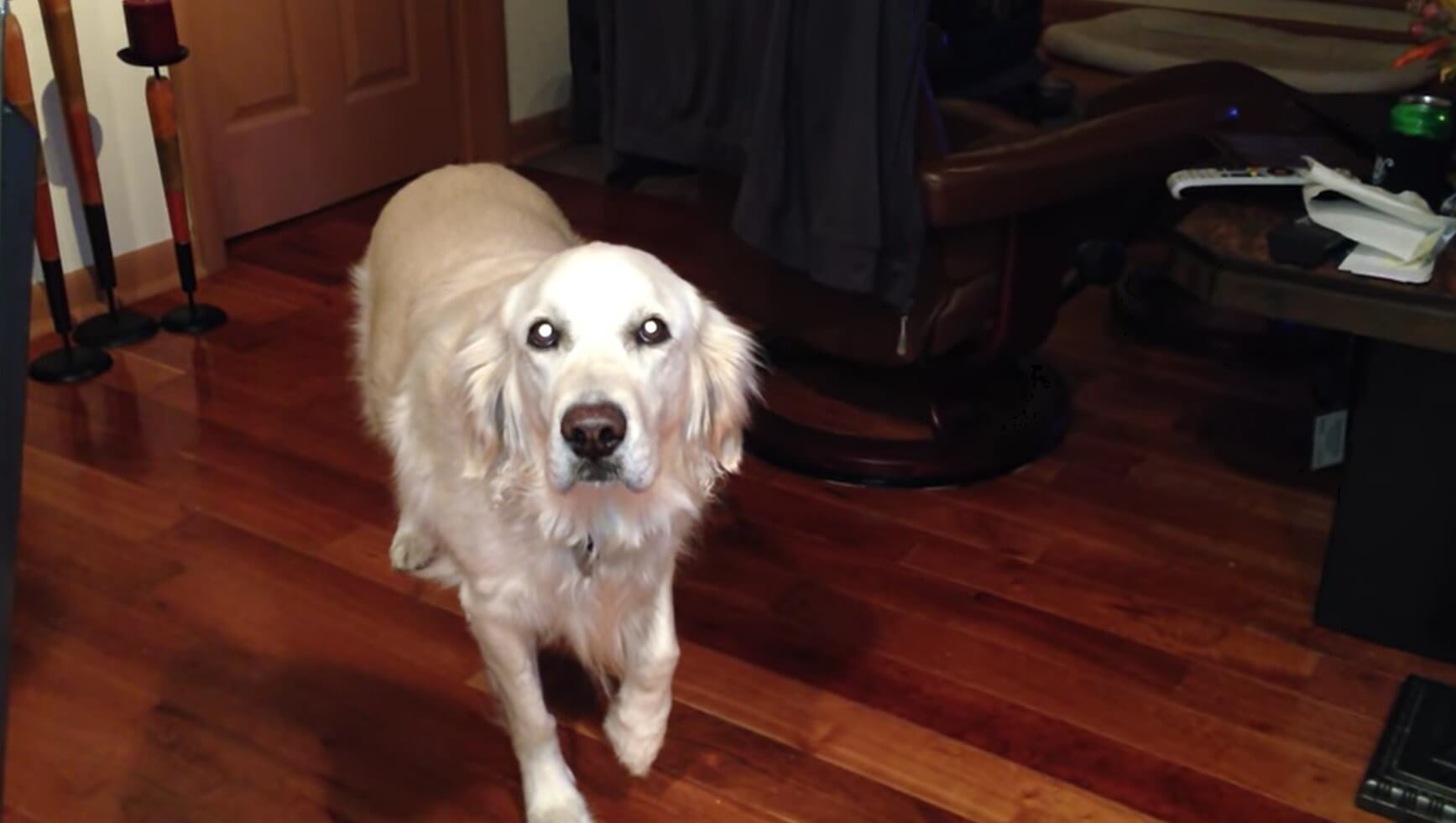 ゴールデンレトリーバー,動画