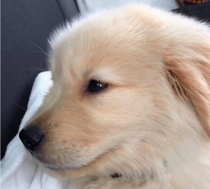 ゴールデンレトリーバー,動画