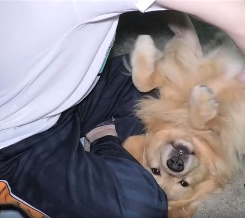 ゴールデンレトリーバー,動画