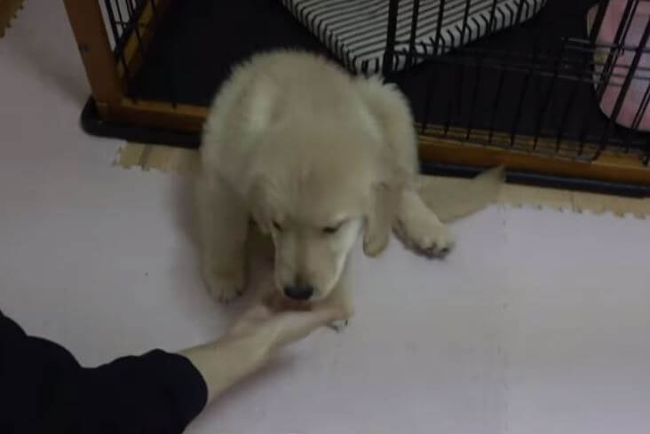 ゴールデンレトリーバー,動画