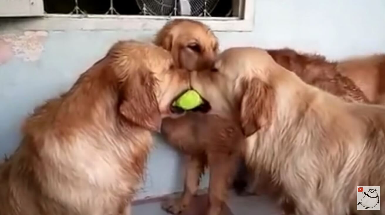 ゴールデンレトリーバー,動画