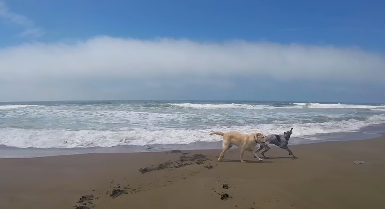 ラブラドールレトリーバー,動画