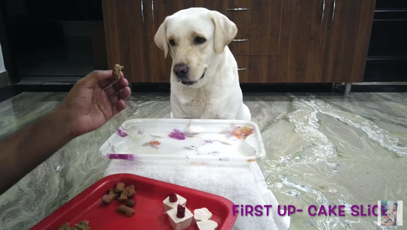 ラブラドールレトリーバー,動画