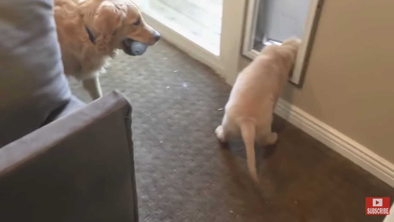 ゴールデンレトリーバー,動画