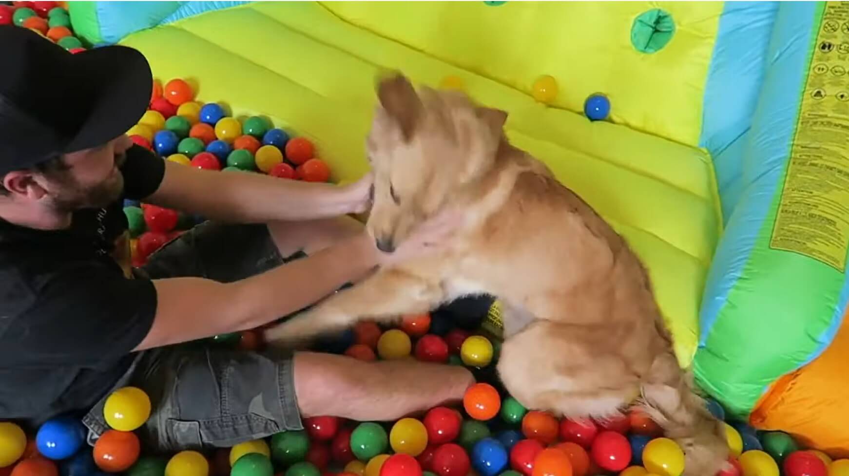 ゴールデンレトリーバー,動画