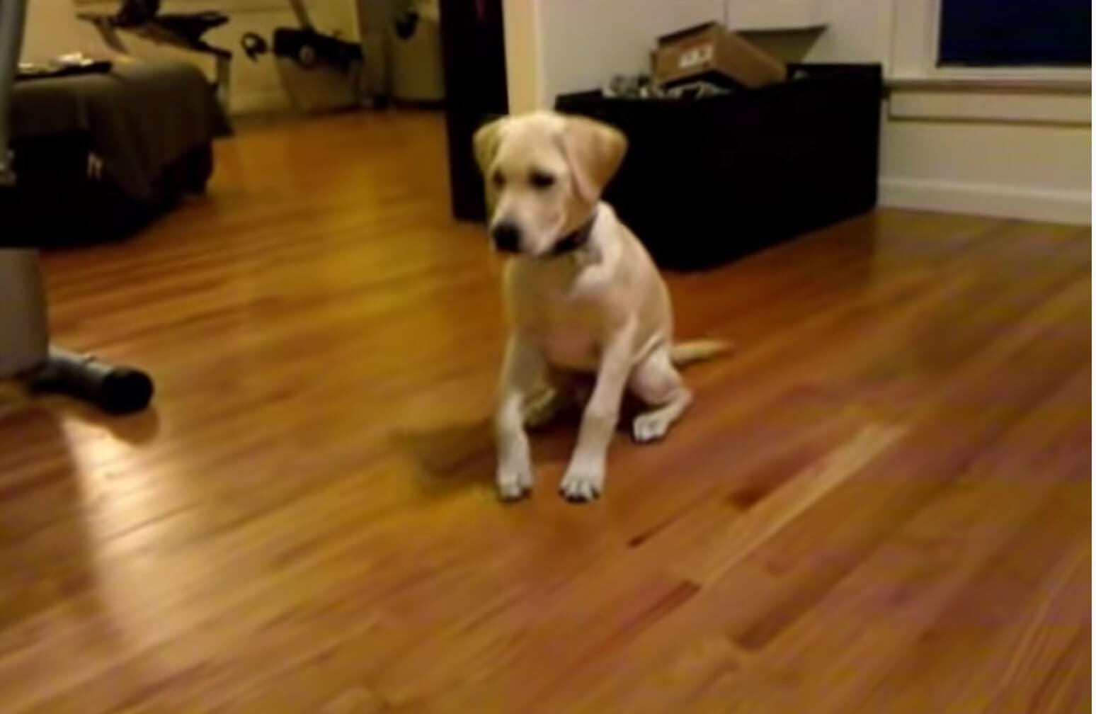 ラブラドールレトリーバー,動画