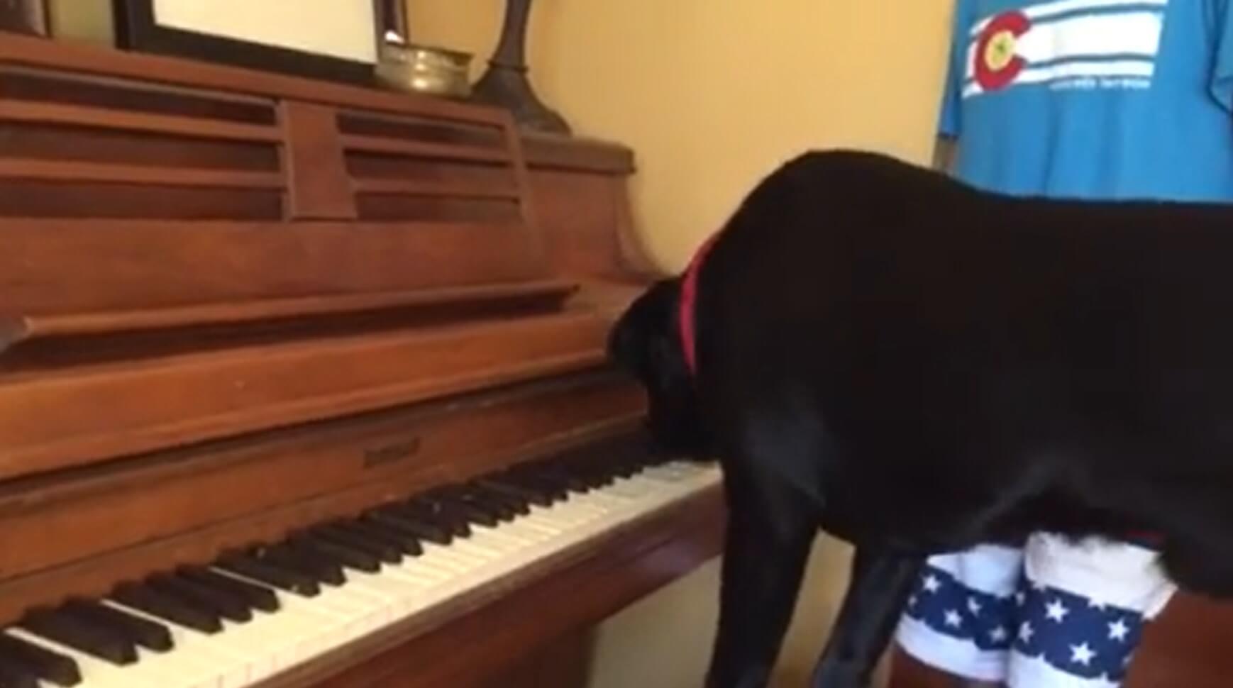 ラブラドールレトリーバー,動画